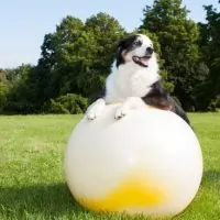 Hund balanciert mit den Vorderpfoten auf einem großen Gymnastikball