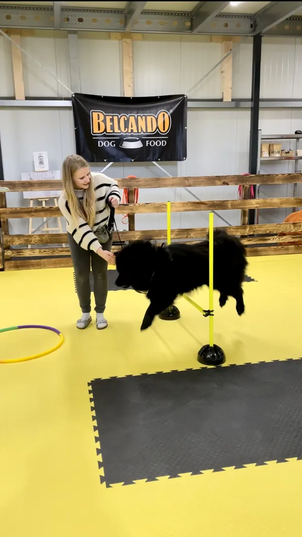 Kind führt einen schwarzen Hund durch den Indoor-Parcours
