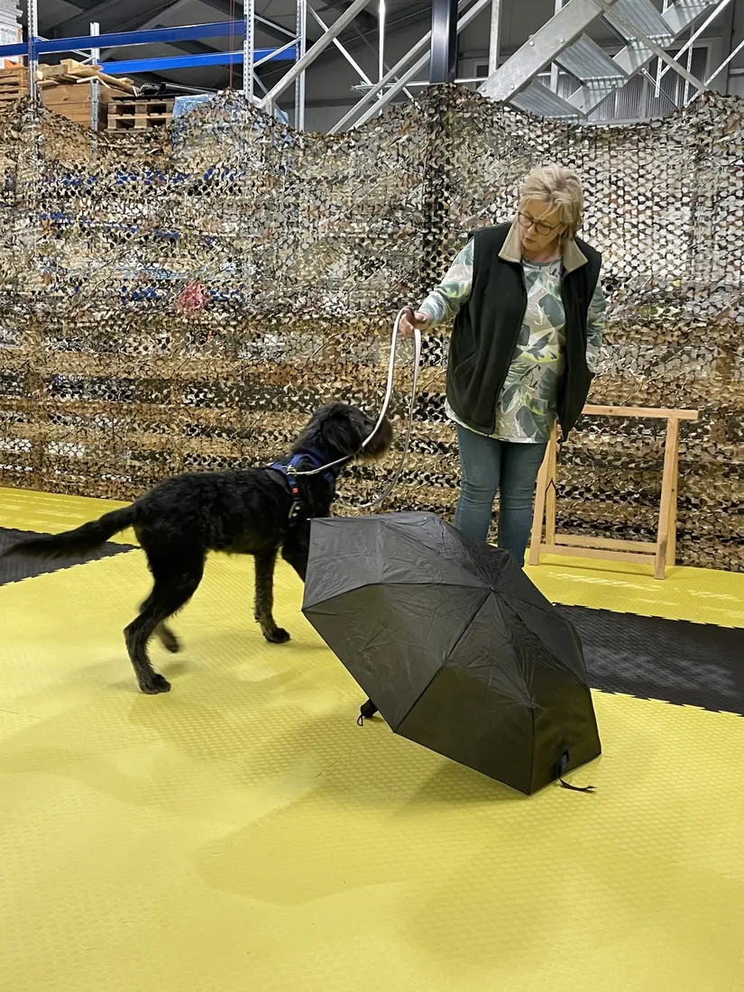 Hund geht beim Umwelttraining an einem aufgespannten Regenschirm vorbei