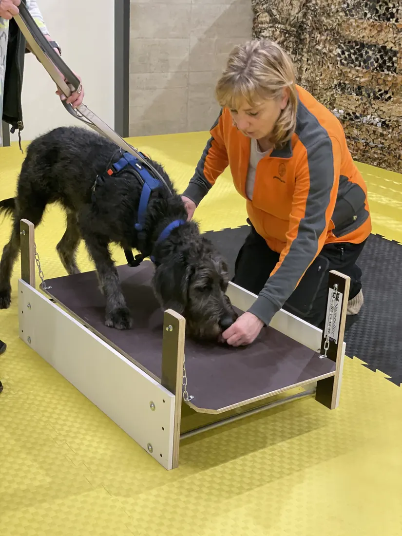 Trainerin hilft einem schwarzen Hund auf ein Holzpodest