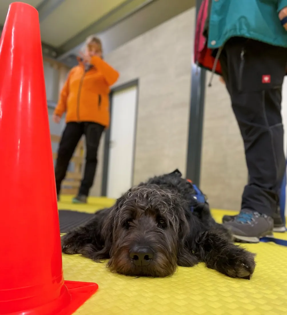 Schwarzer lockiger Hund liegt ruhig neben einem Pylon in der Halle