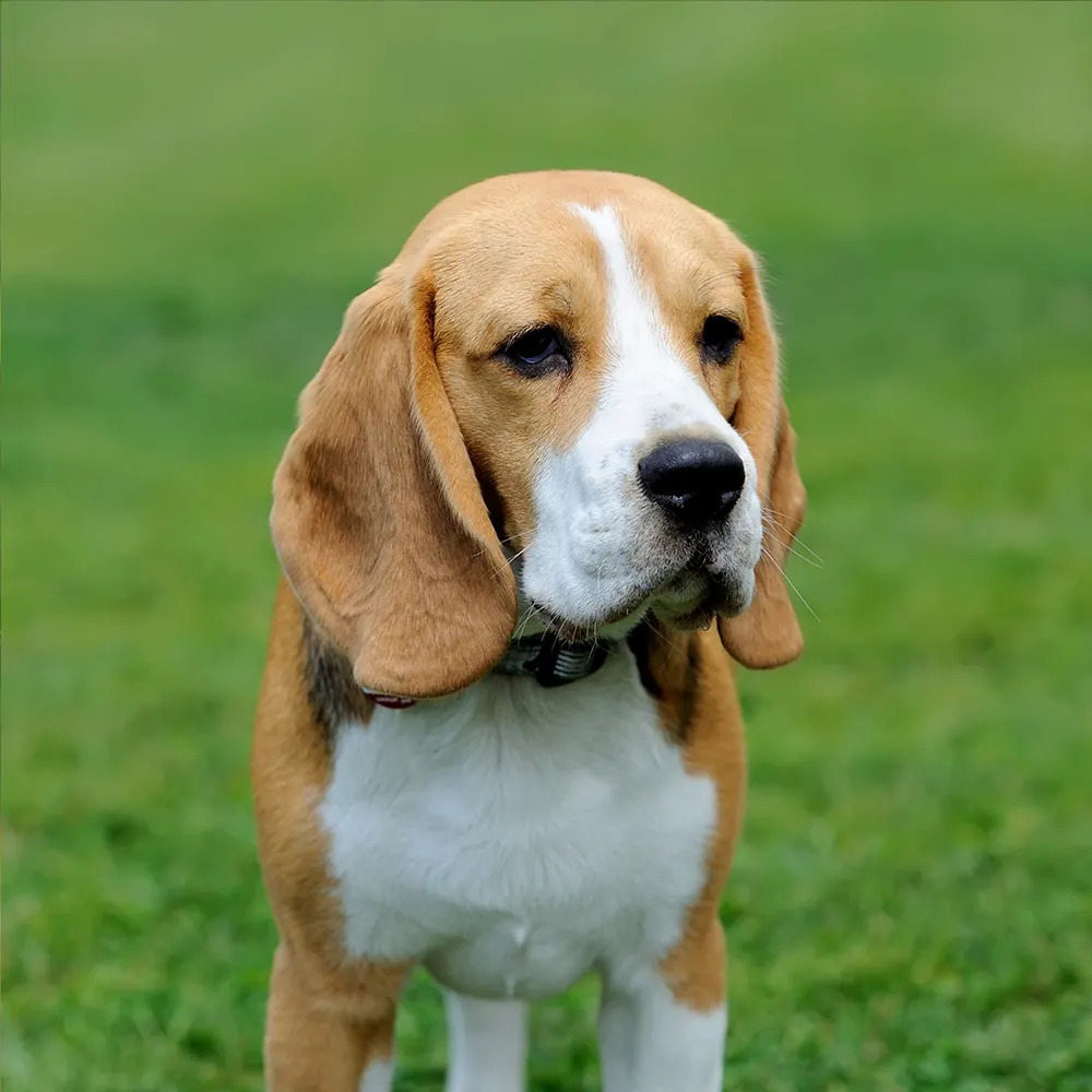 Beagle steht aufmerksam auf der Wiese