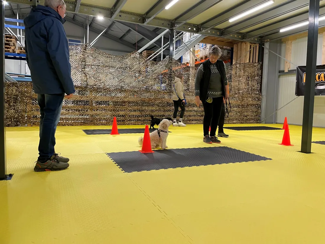 Gruppentraining mit mehreren Hunden in der Indoorhalle