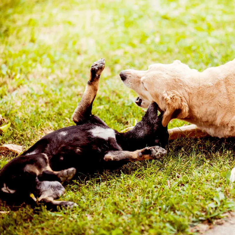 Zwei Hunde toben ausgelassen auf der Wiese