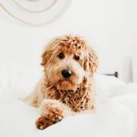 Lockiger Welpe liegt entspannt auf einem weißen Bett