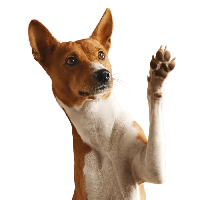 Basenji-Hund hebt fröhlich die Pfote zum Gruß