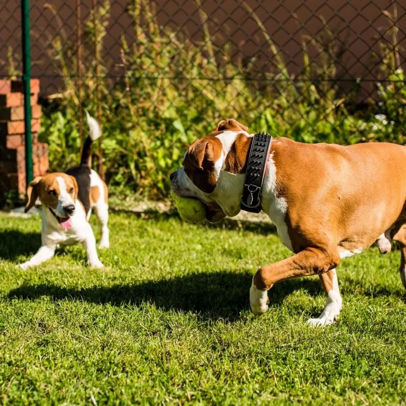 Zwei Hunde spielen ausgelassen miteinander auf dem Rasen
