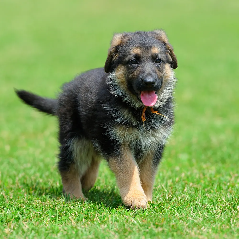 Schäferhund-Welpe läuft fröhlich über die Wiese