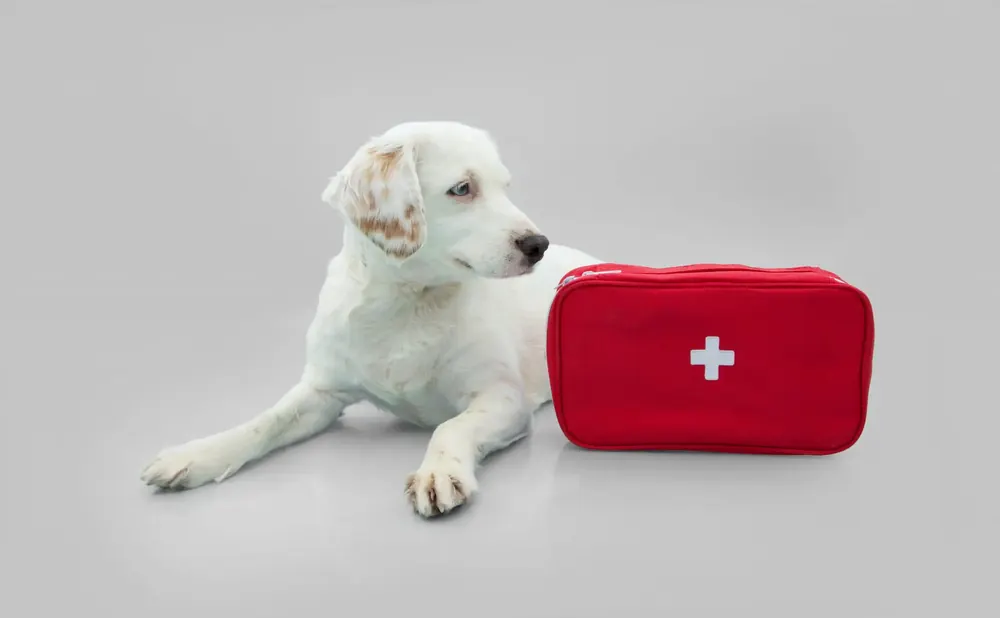 Weißer Hund liegt neben einem roten Erste-Hilfe-Koffer