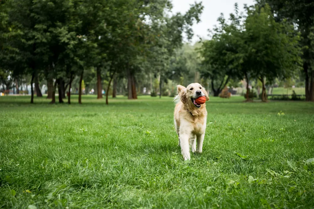 Hund läuft fröhlich über eine große Wiese im Park