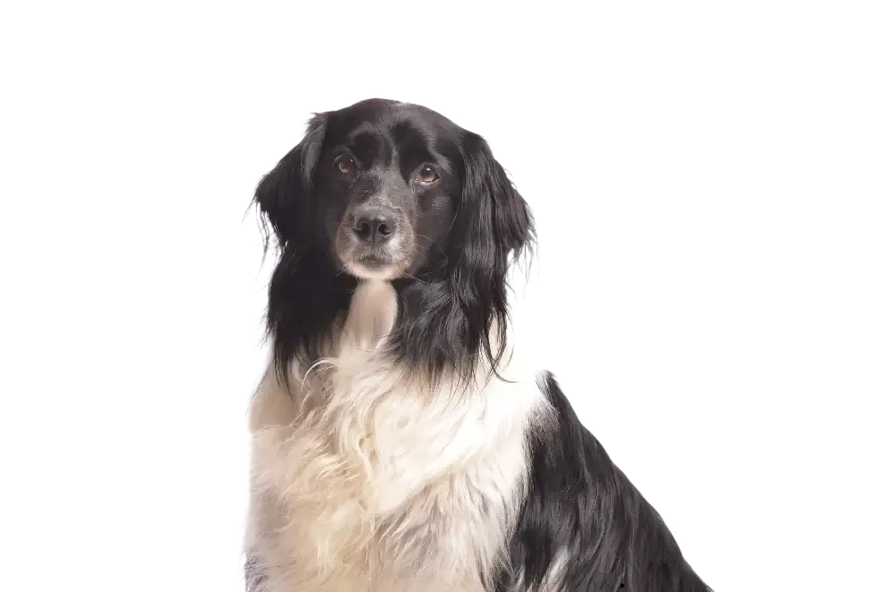 Schwarz-weißer Hund sitzt aufmerksam und schaut zur Seite