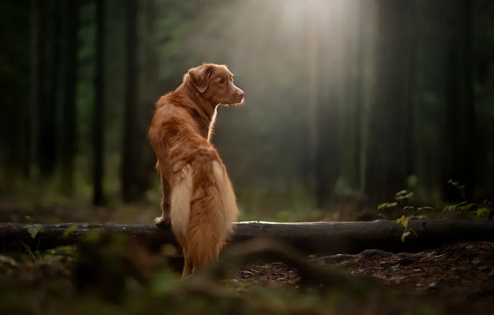 Nova Scotia Duck Tolling Retriever steht im Lichtstrahl im Wald
