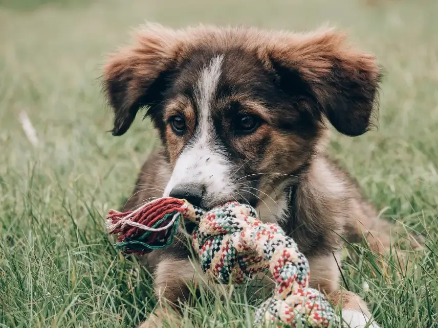 Junger Hund kaut im Gras auf einem bunten Tau-Spielzeug