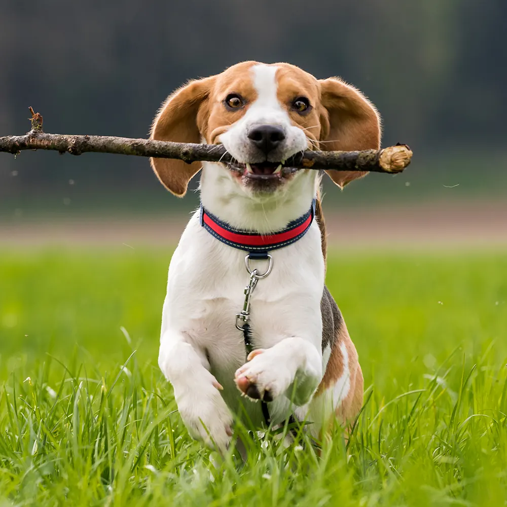 Junger Beagle rennt mit einem Stock im Maul über die Wiese