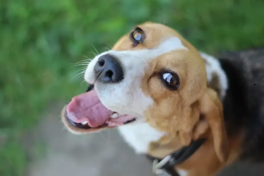 Beagle schaut mit heraushängender Zunge freudig nach oben