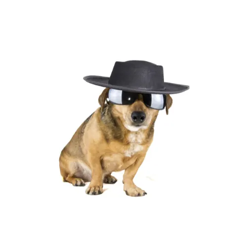 Hund mit Detektivhut und Sonnenbrille als „CSI Fellnase“