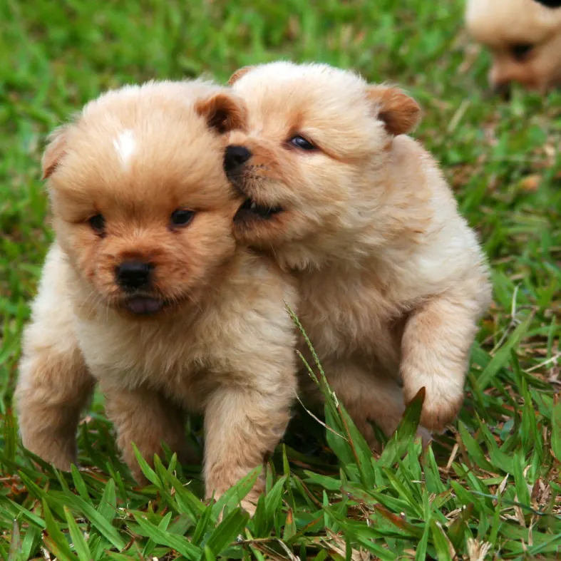 Zwei flauschige Welpen kuscheln im Gras