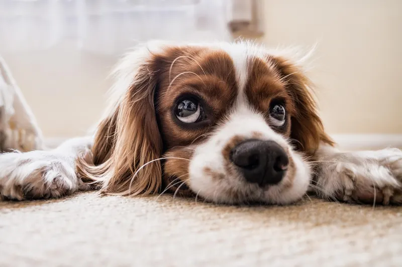 Cavalier King Charles Welpe liegt mit großen Augen auf dem Teppich